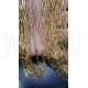 Corrente Elo Retangular Arredondado 8x3mm - Aço Inox Dourado